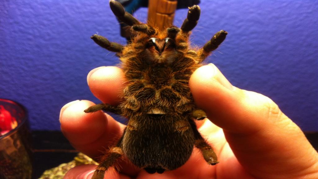 Tarantula ID