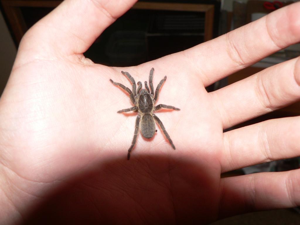 tarantula ID