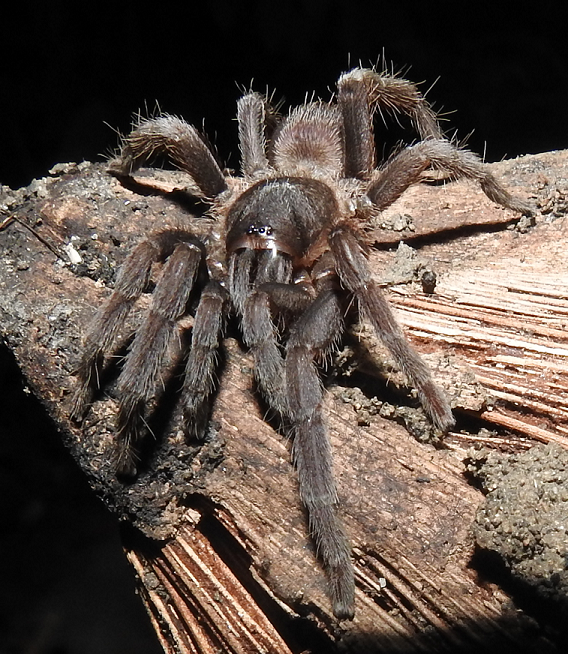 Tarantula Id