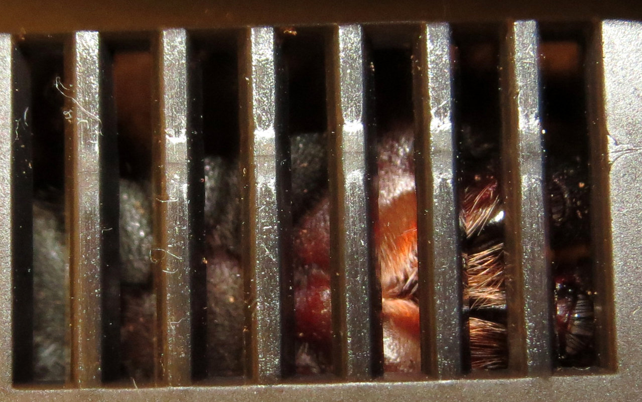 Tarantula Jail (Grammostola pulchra)