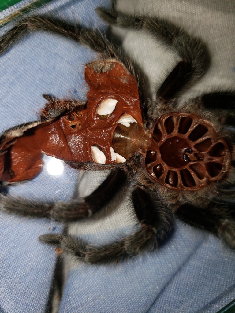 Tarantula Molt