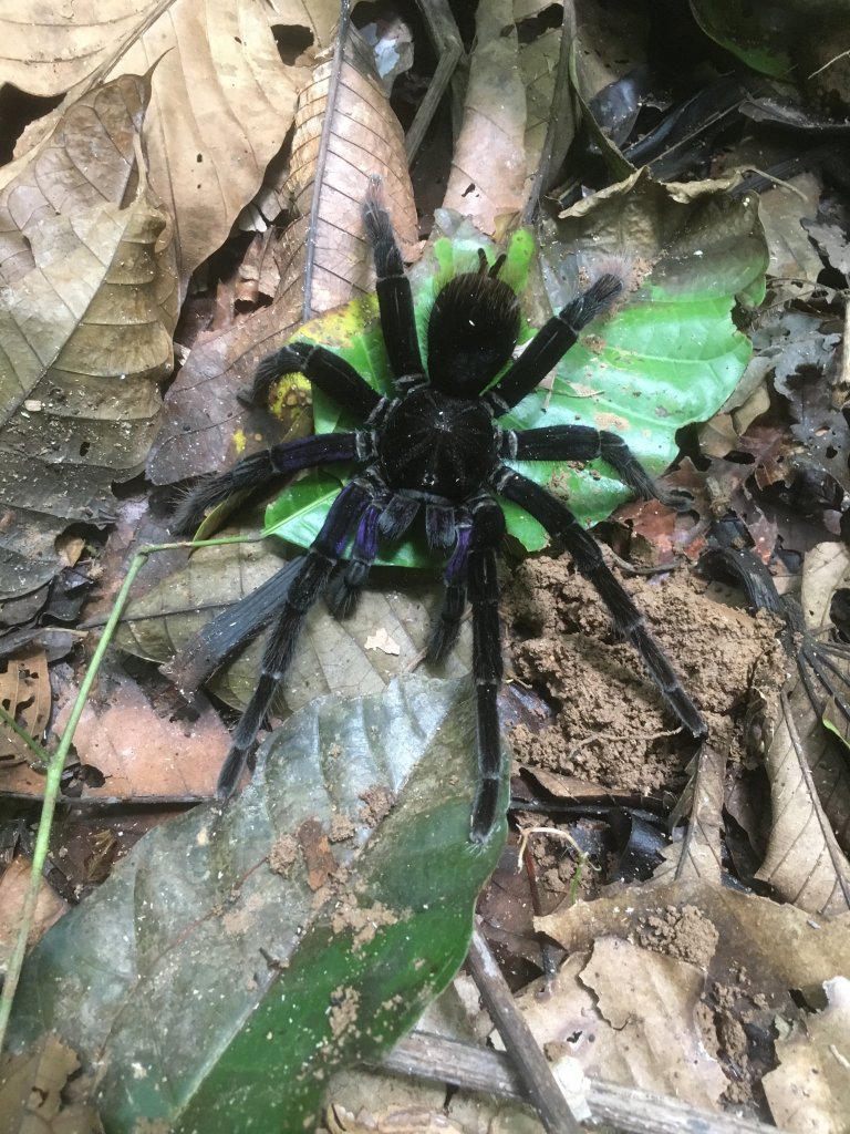 Tarantula Peru ID