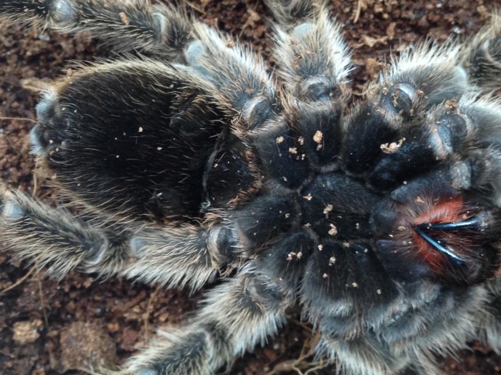 Tarantula  sexing