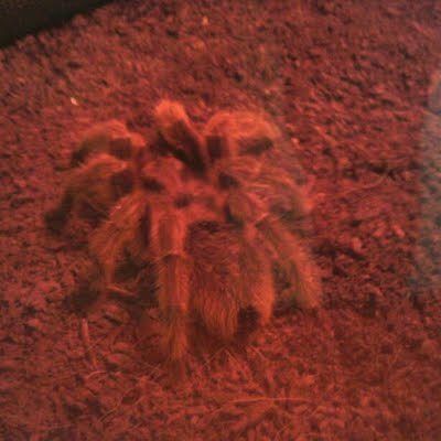 Tarantula Treck