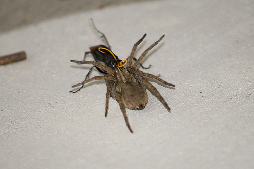 Tarantula Wasp Carnage