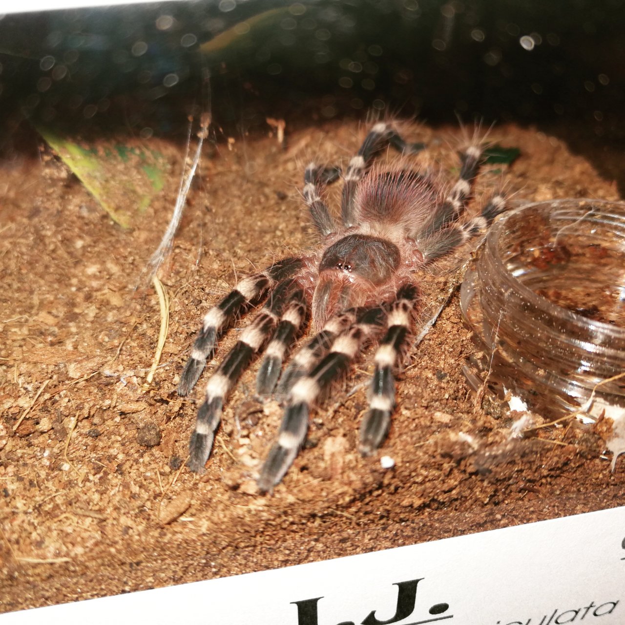 Tarantula yoga