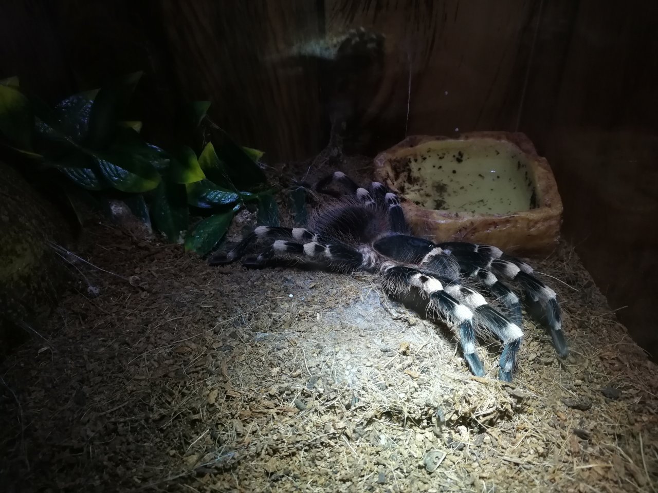 Tarantula Yoga