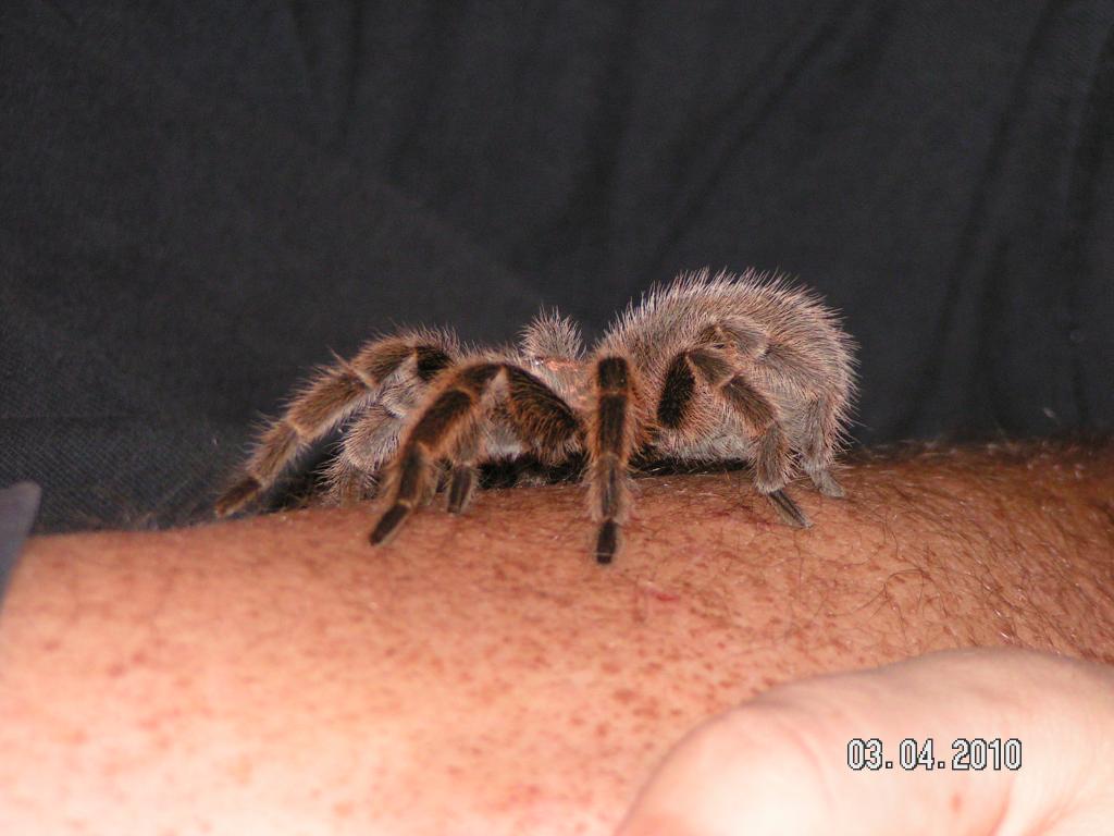 Tarantula