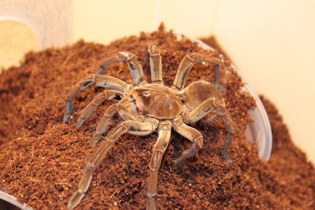 Tarantula