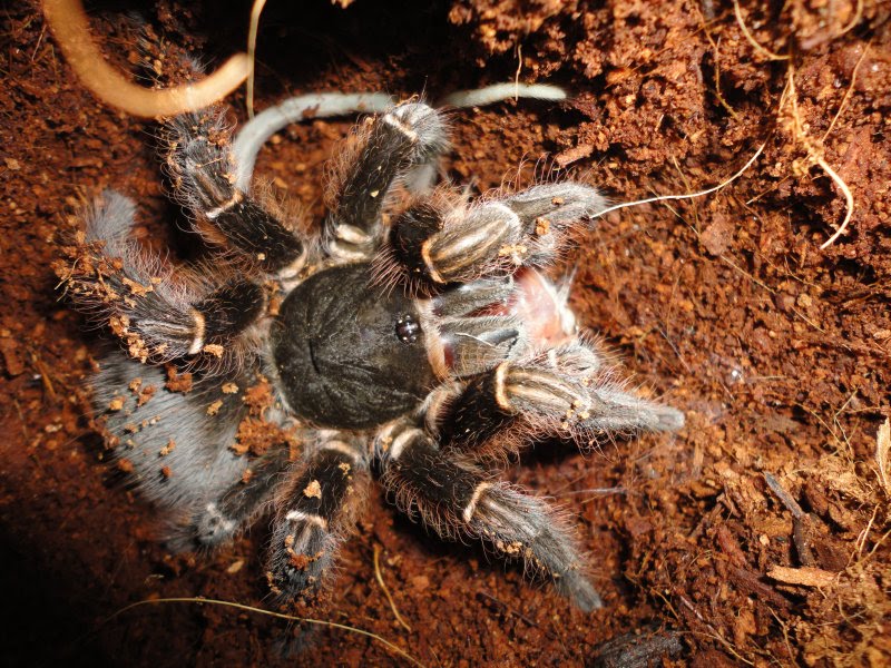 tarantula1