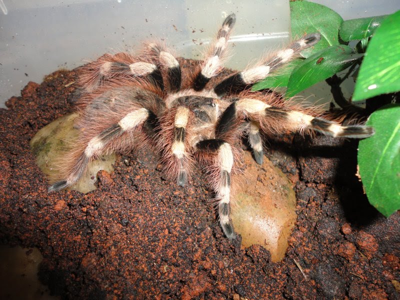 tarantula2