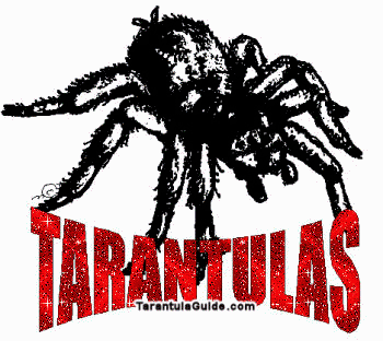 tarantulas-bw