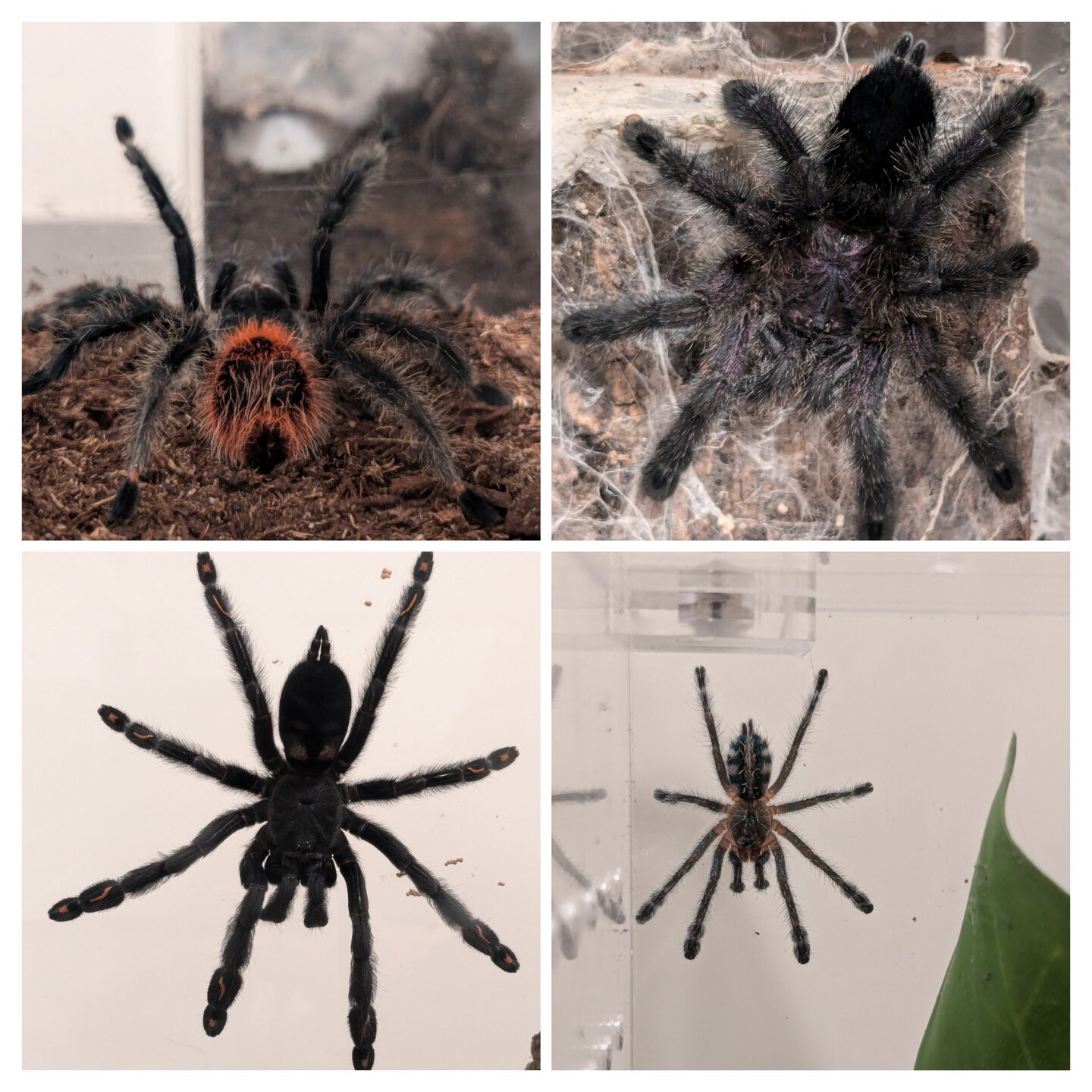 Tarantula's welcoming committee