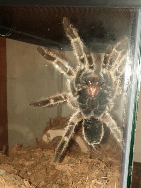 Tarantulas