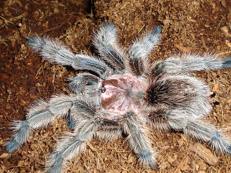 Tarantulas