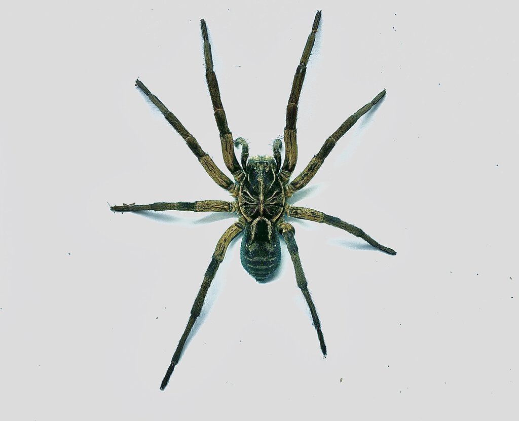 Tasmanicosa sp.