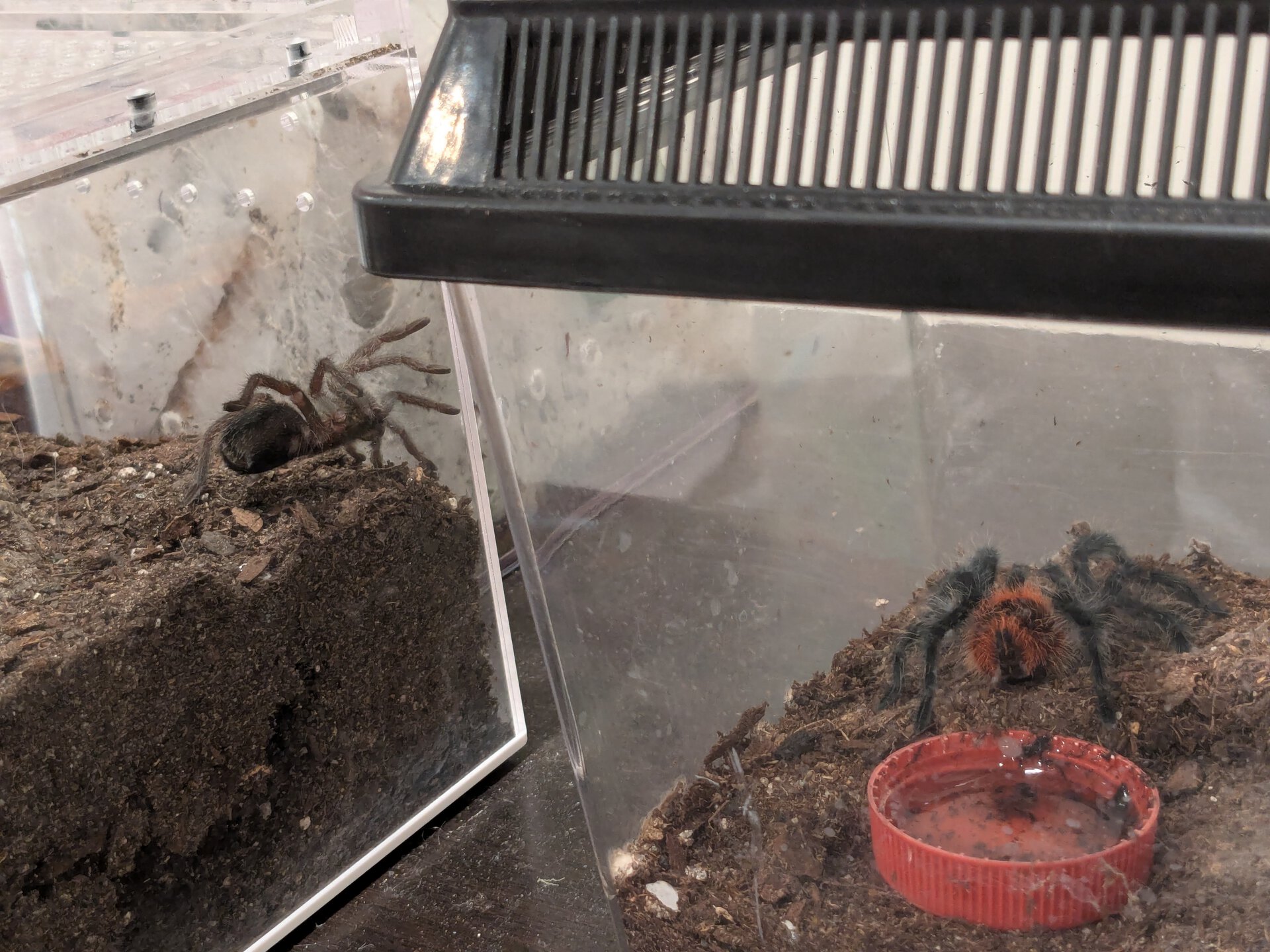 Team Grammostola enjoying a warm spring day