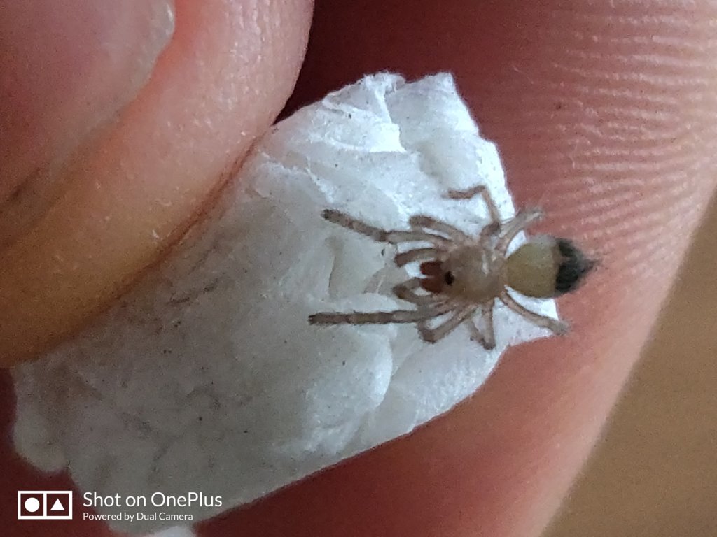 Teeny tiny Brachypelma albiceps sling