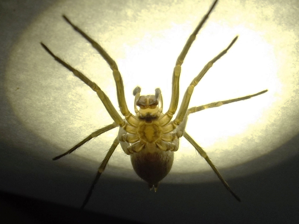 Tegenaria agrestis - Female Hobo spider