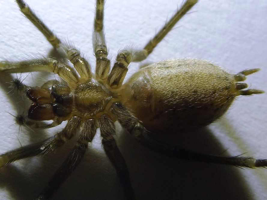 Tegenaria agrestis - Female Hobo spider