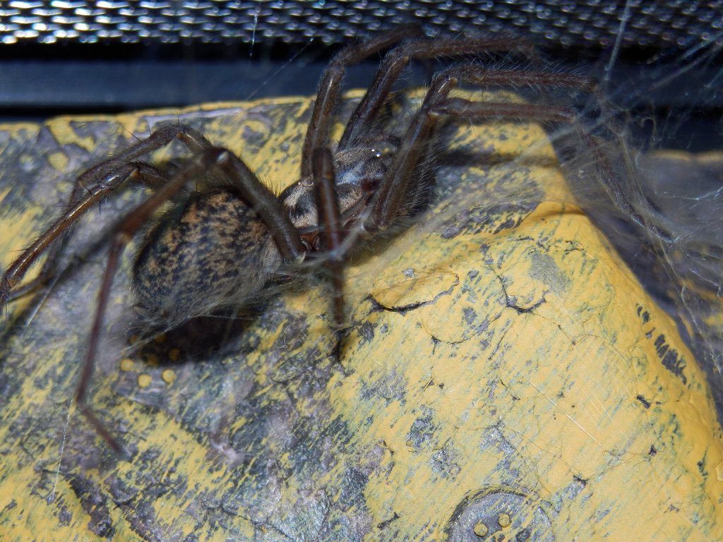 Tegenaria atrica