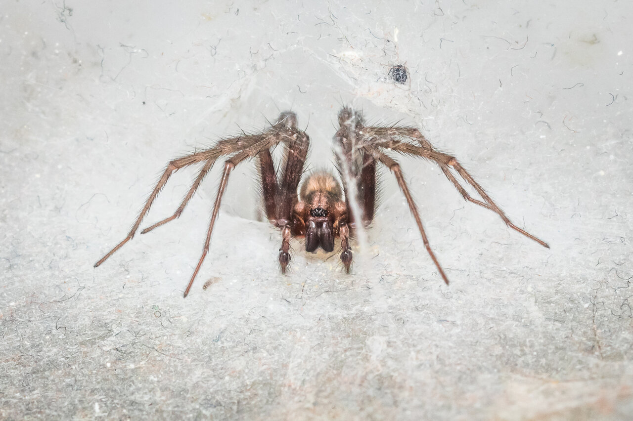 Tegenaria domestica, mature male