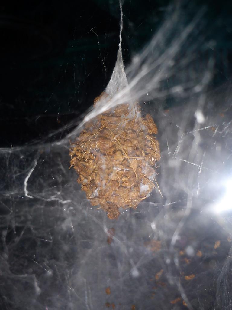 Tegenaria duellica eggsac