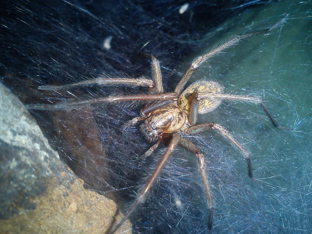 Tegenaria duellica