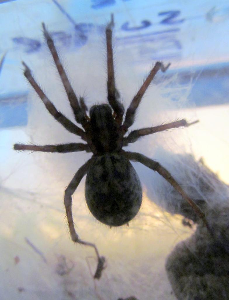 Tegenaria Sp Gigantea