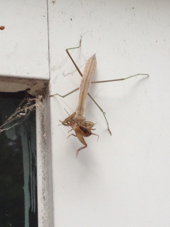 Tenodera sinensis- nymph