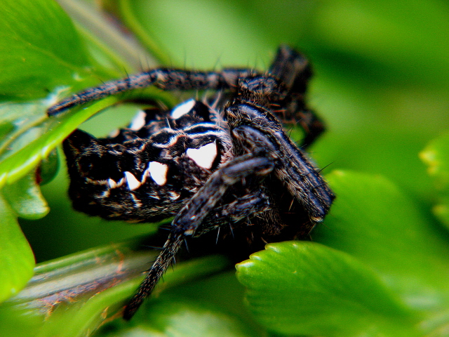 Tentweb Orbweaver (Cyrtophora citricola) (Madeira)