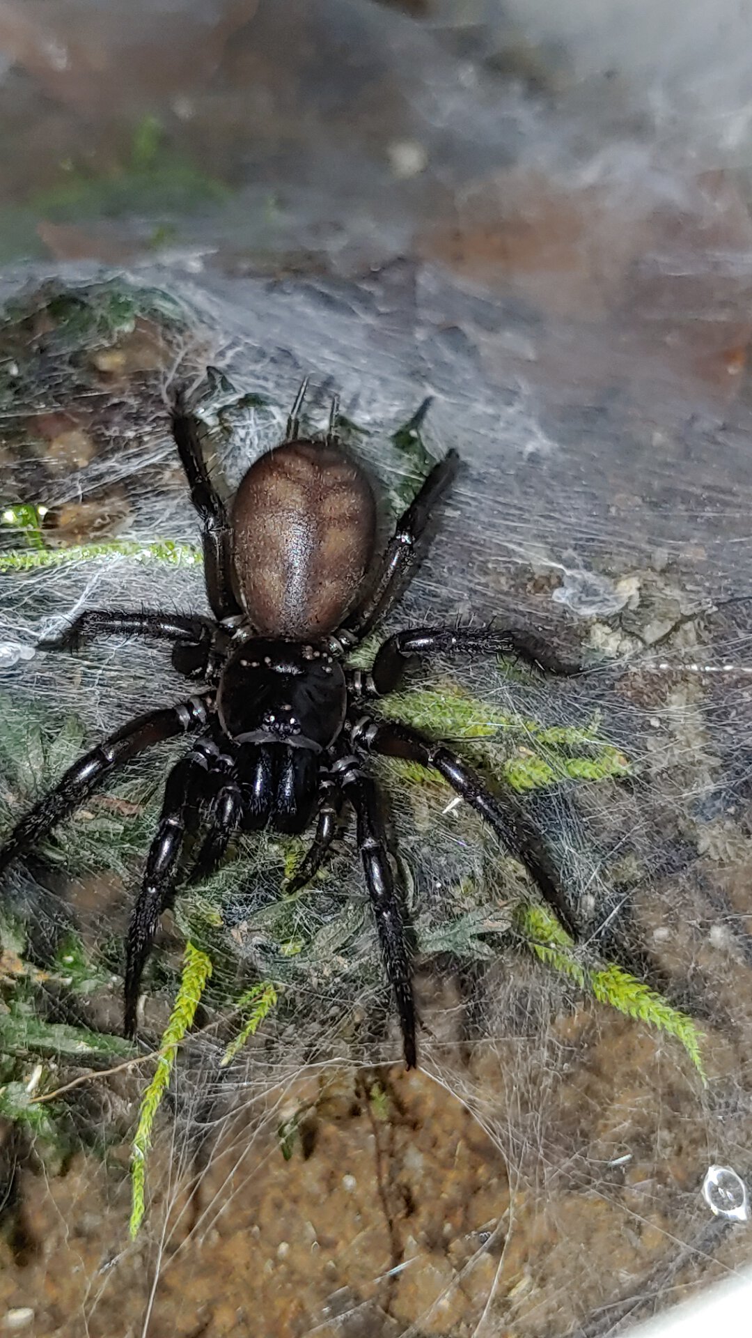 Teranodes CF. otwayensis