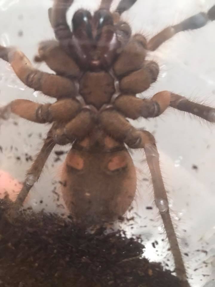 Teraphosa Stirmi sex ?