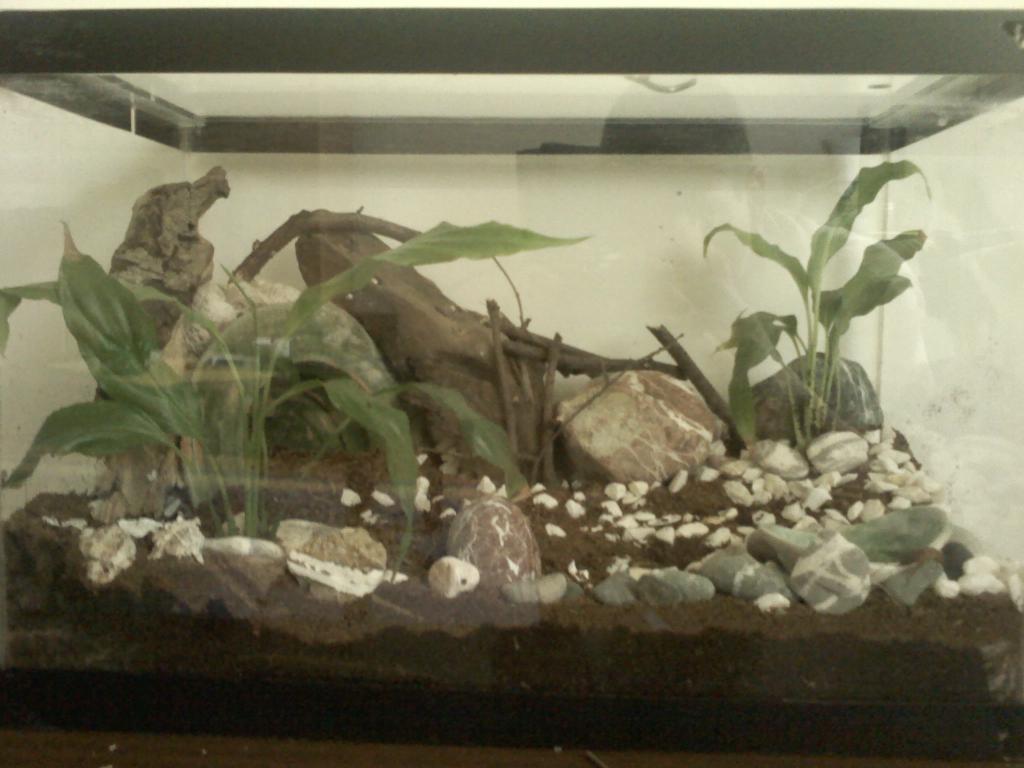 terarium...