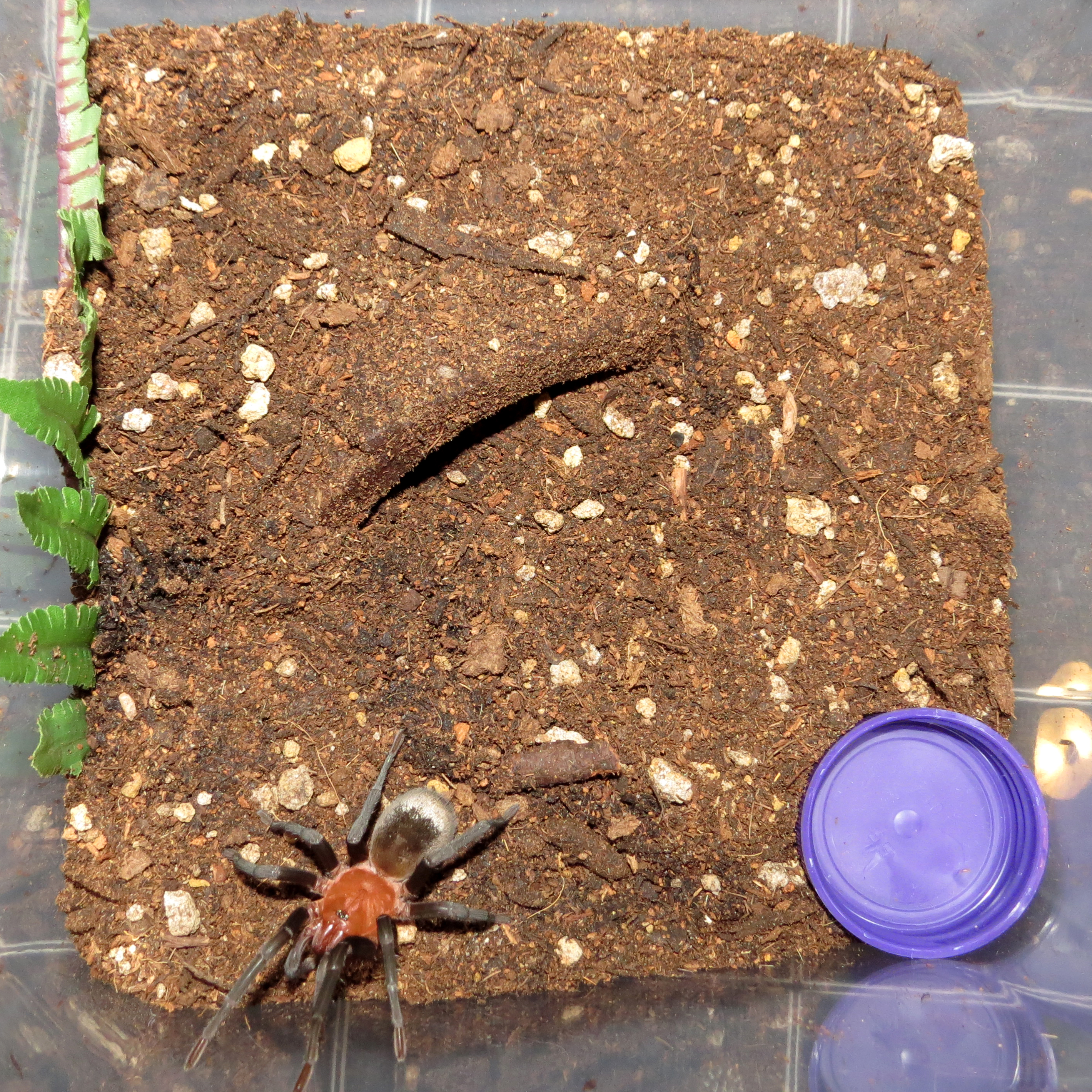 Terrestrial Enclosure (Bumba horrida)