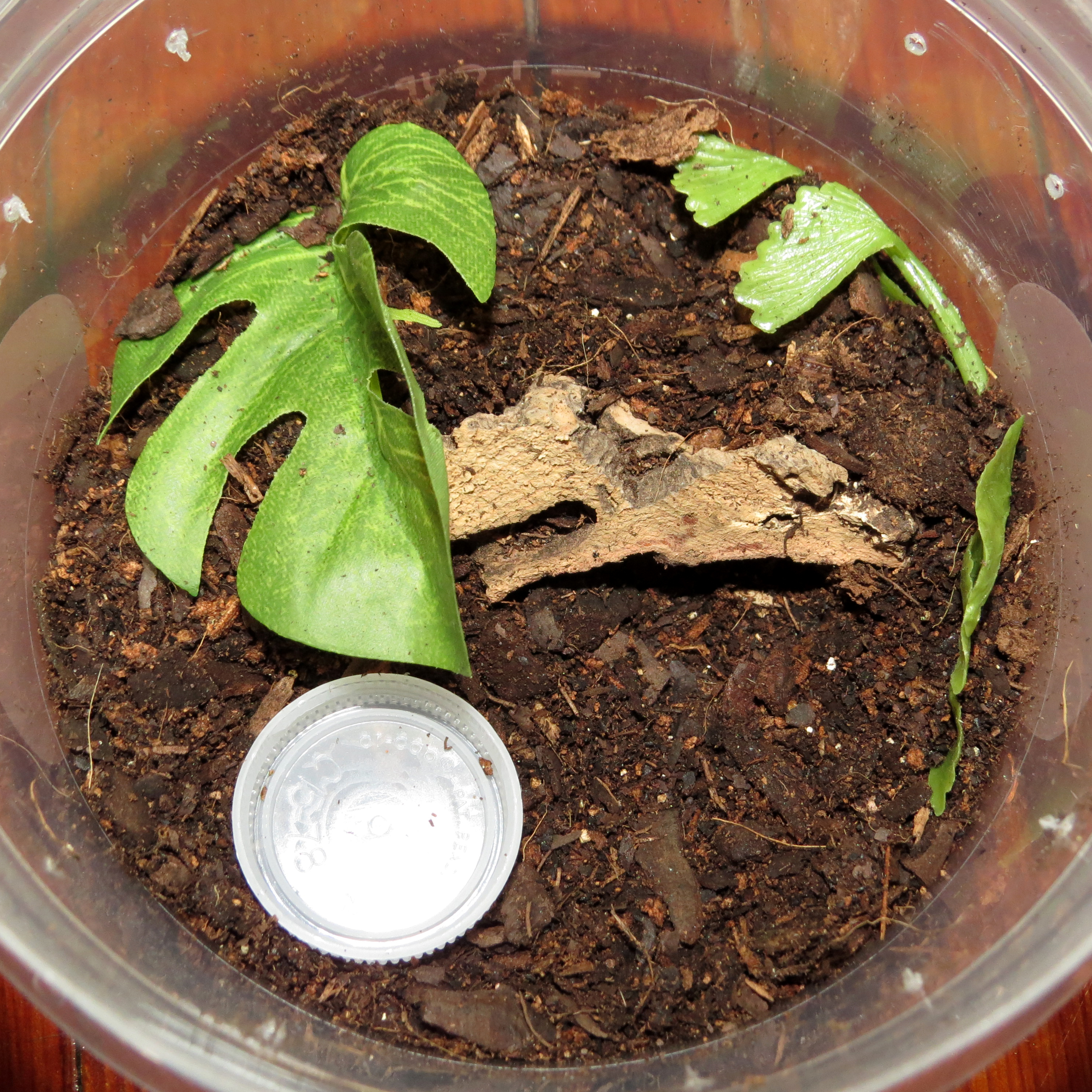 Terrestrial Sling Enclosure (Bumba cabocla)