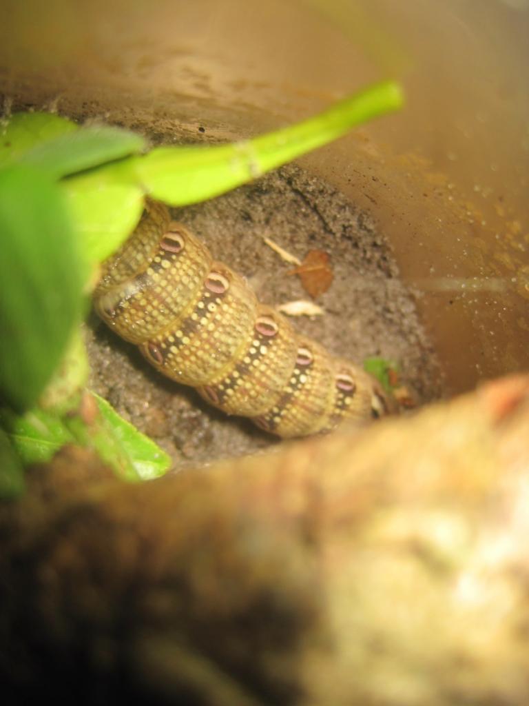 Tersa Sphinx Caterpillar (xylophanes Tersa)