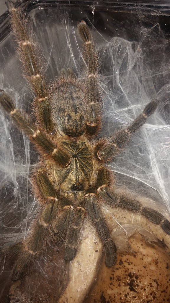 "Tete" Mozambique, Freshly Molted Mature Female