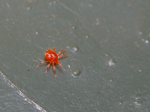 Tetranychidae Family ( Spider Mite )
