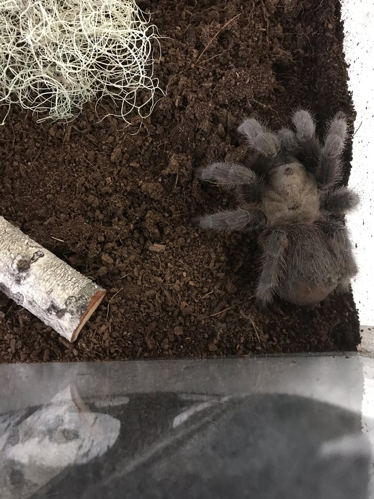 Texas tan tarantula?