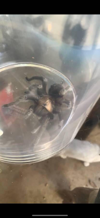 Texas Tarantula found near San Antonio.