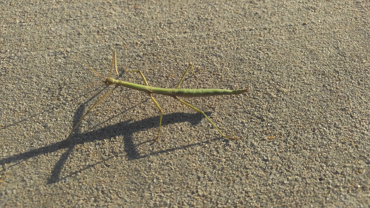 Texas Walking Stick Insect