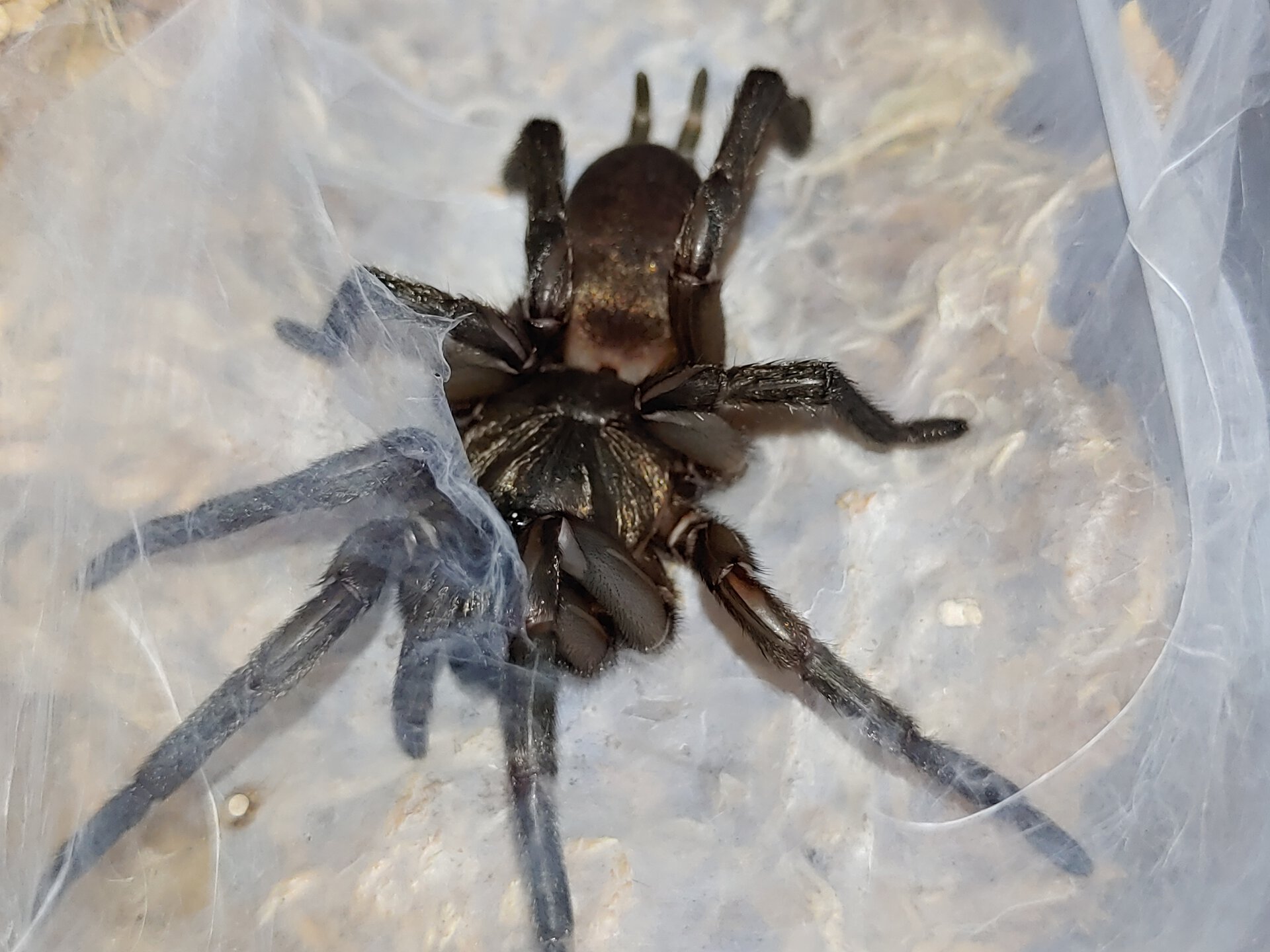 Teyloides sp. Flinders Ranges 1