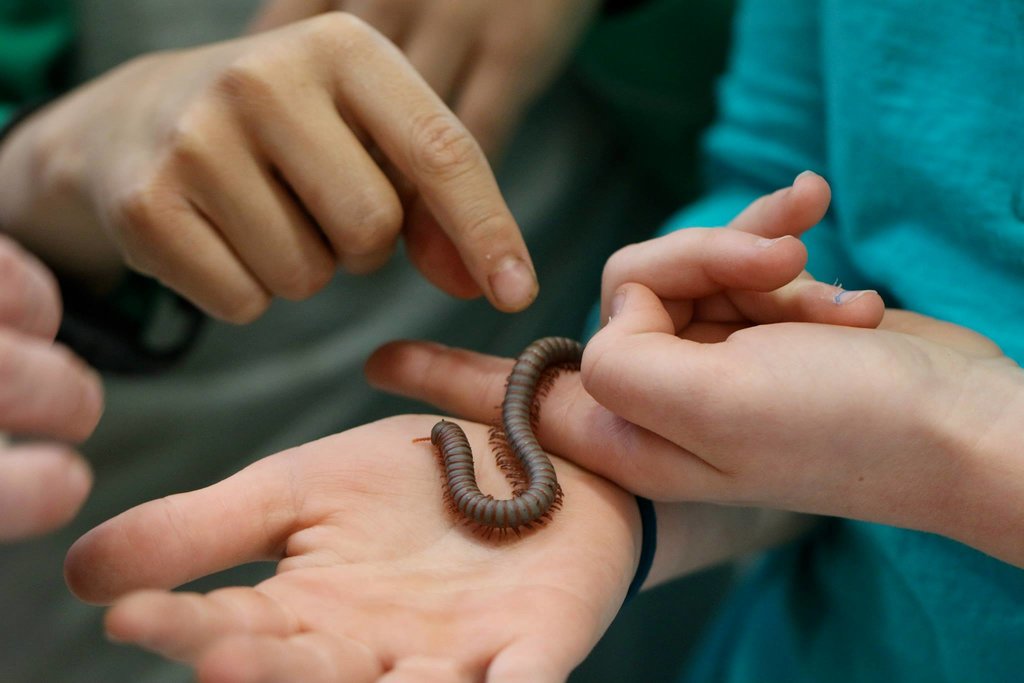 Thai Rainbow Millipede