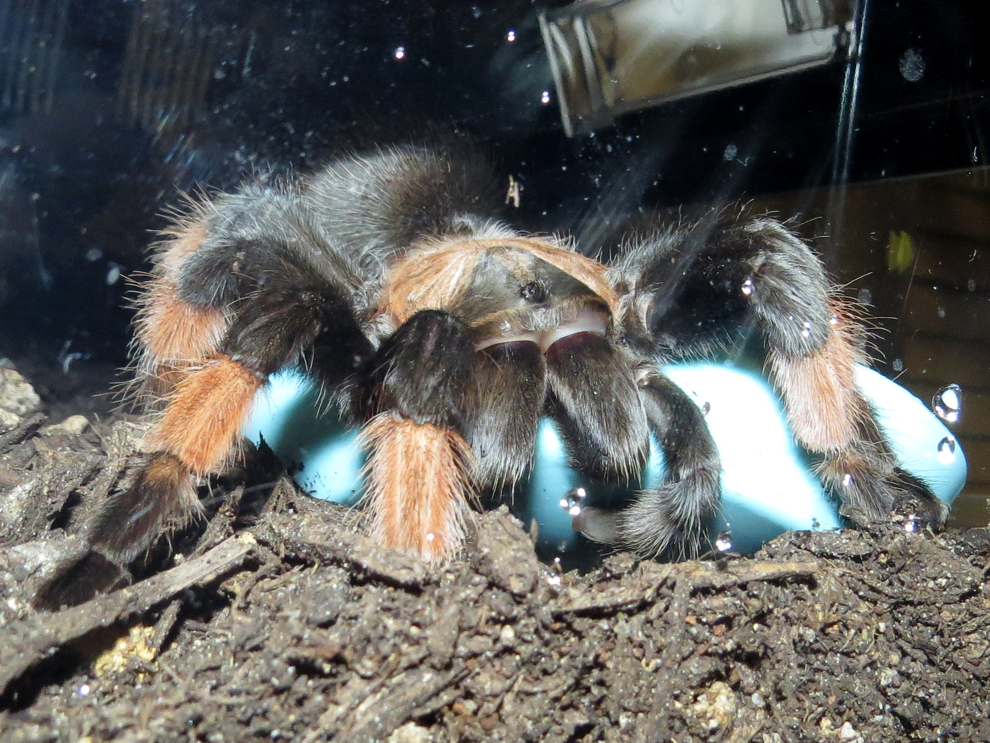 The Biter (♀ Brachypelma emilia 5")