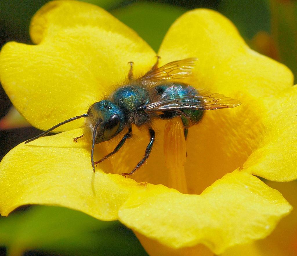 The blueberry wasp