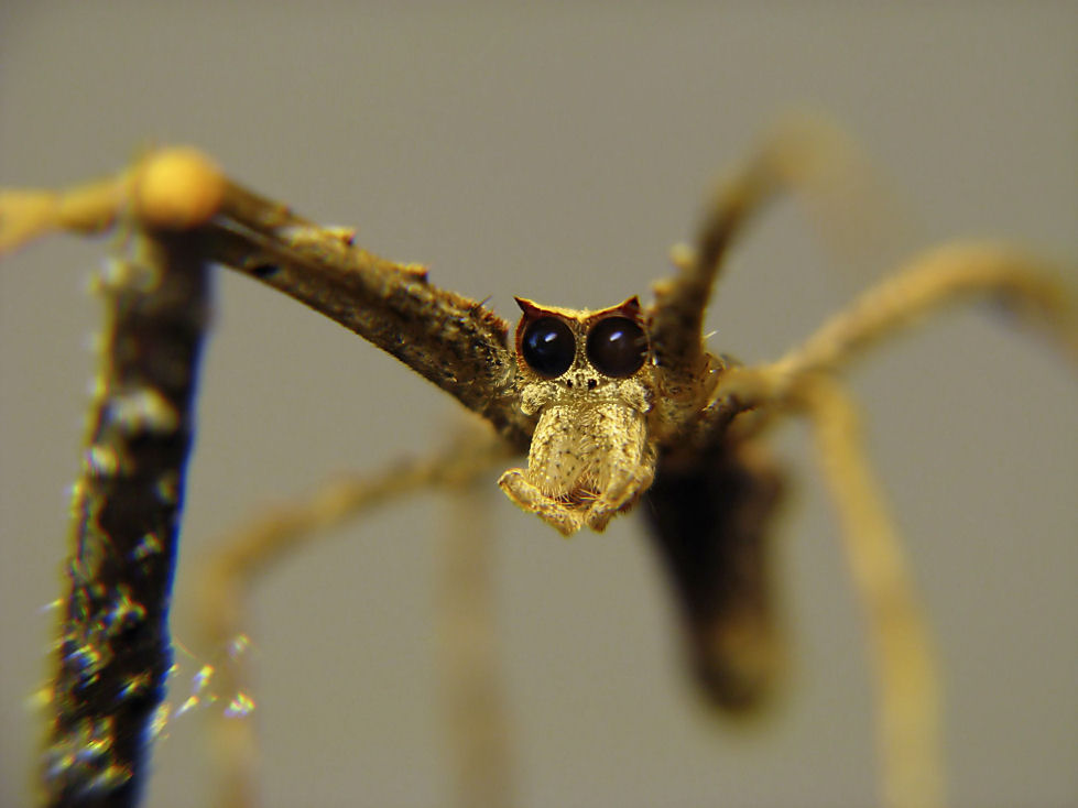 The Boogeyman (Deinopis, net-casting spider)