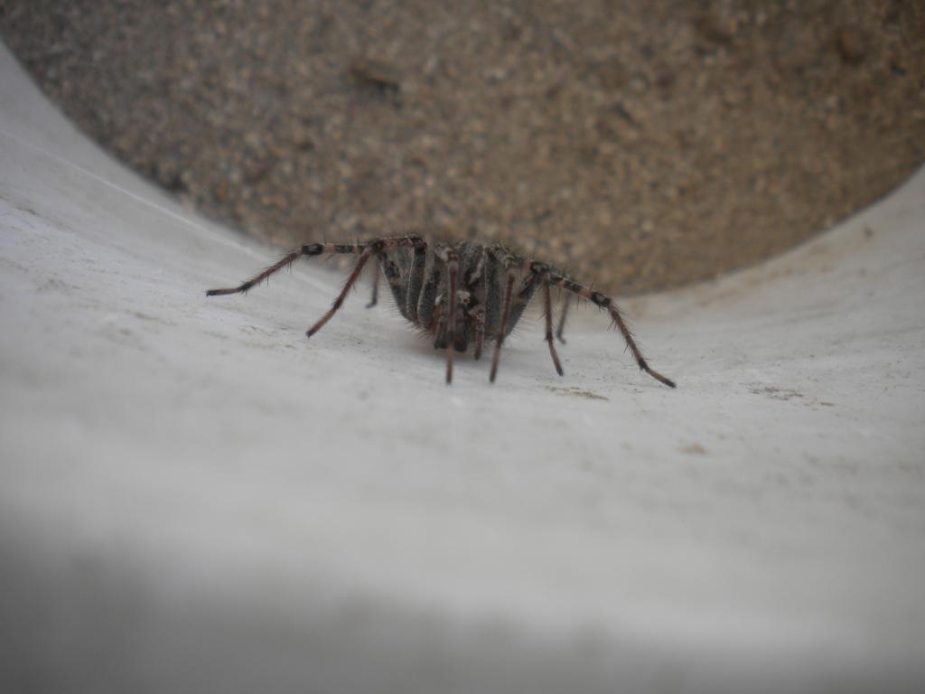 The Desert Funnel Weaver Spider (Agelenopsis Aperta)