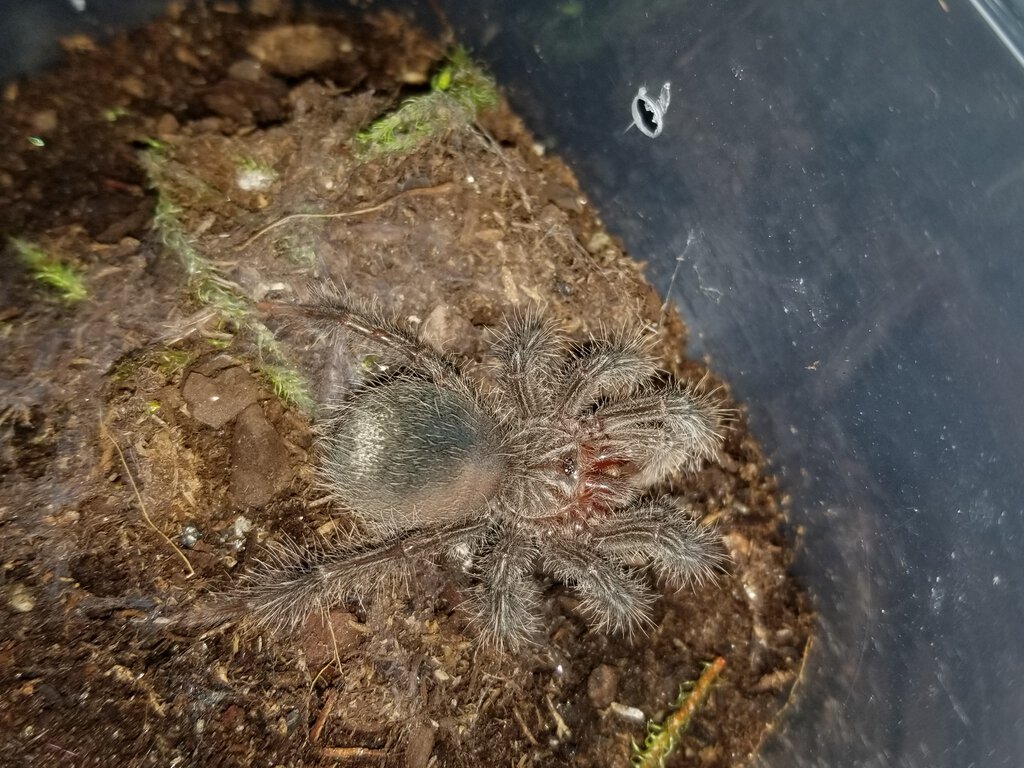 The endless stomach of Theraphosa