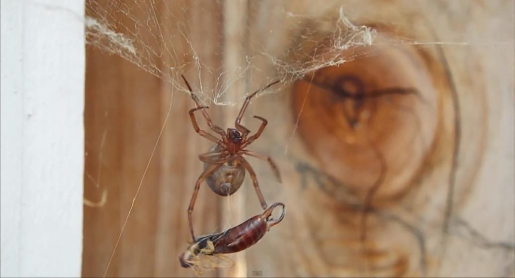 The False Widow Spider (Steatoda Grossa)